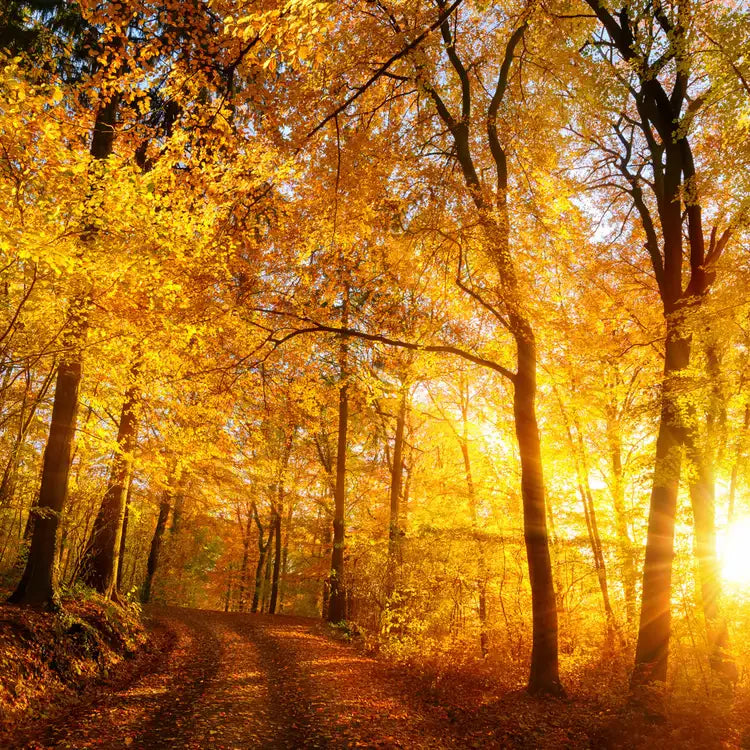 Hello Fall Collection